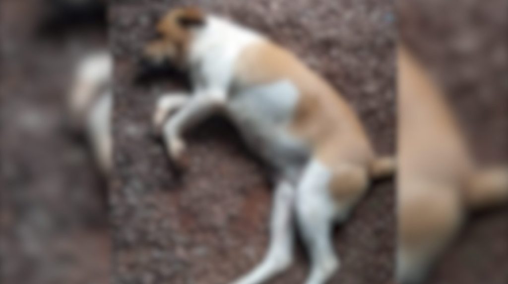 Moradores denunciam envenenamento de cães e suspeitam que seja para facilitar furtos, em Santa Helena