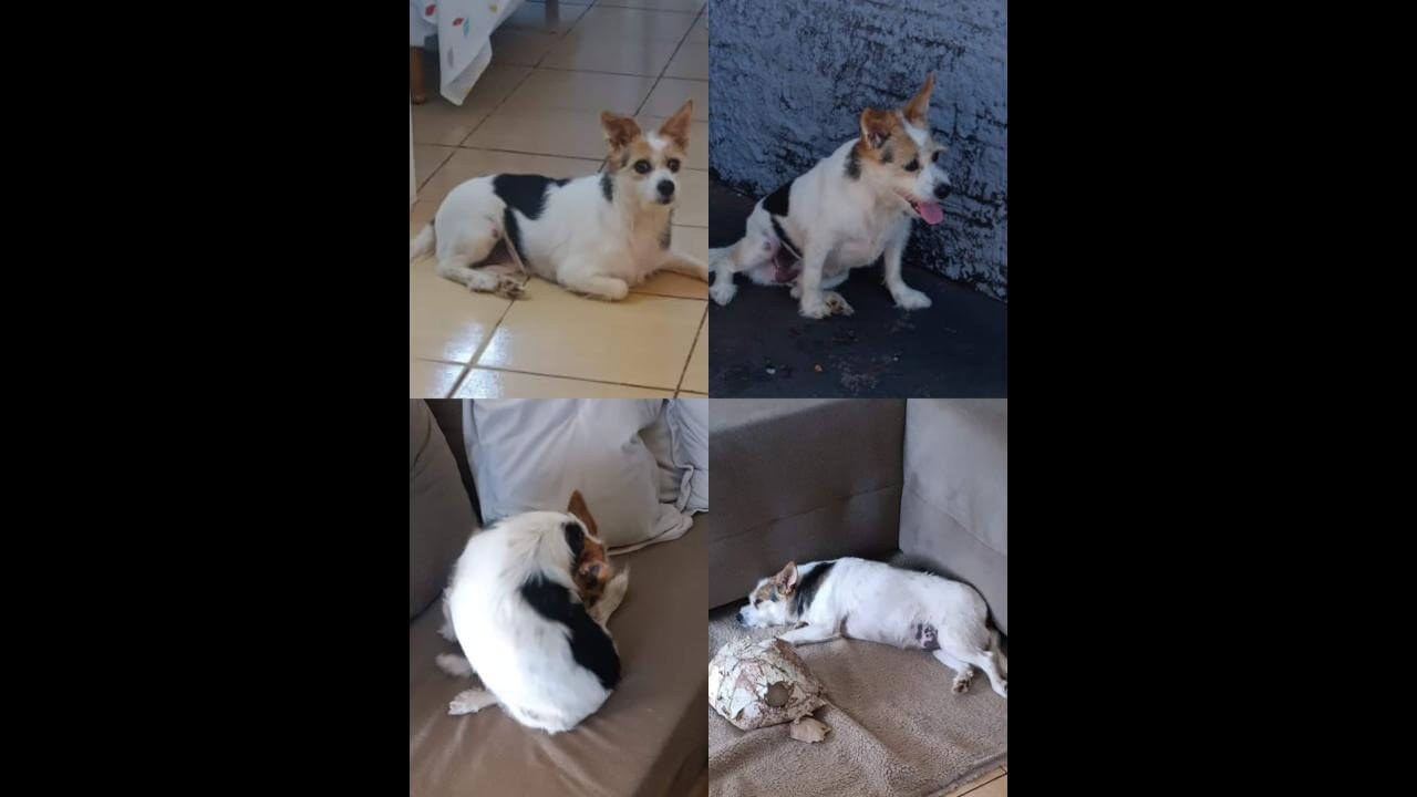 Cachorra Milki desapareceu no bairro Periolo Cachorra Milki desapareceu no bairro Periolo