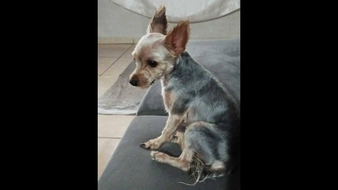 Cachorro Tadashi desapareceu no bairro Cancelli Cachorro Tadashi desapareceu no bairro Cancelli