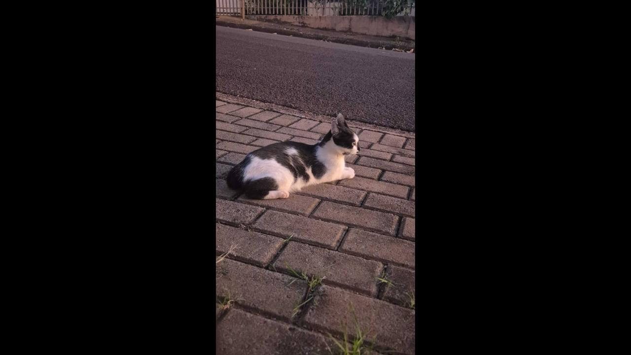 Gata é encontrada no bairro Jardim União