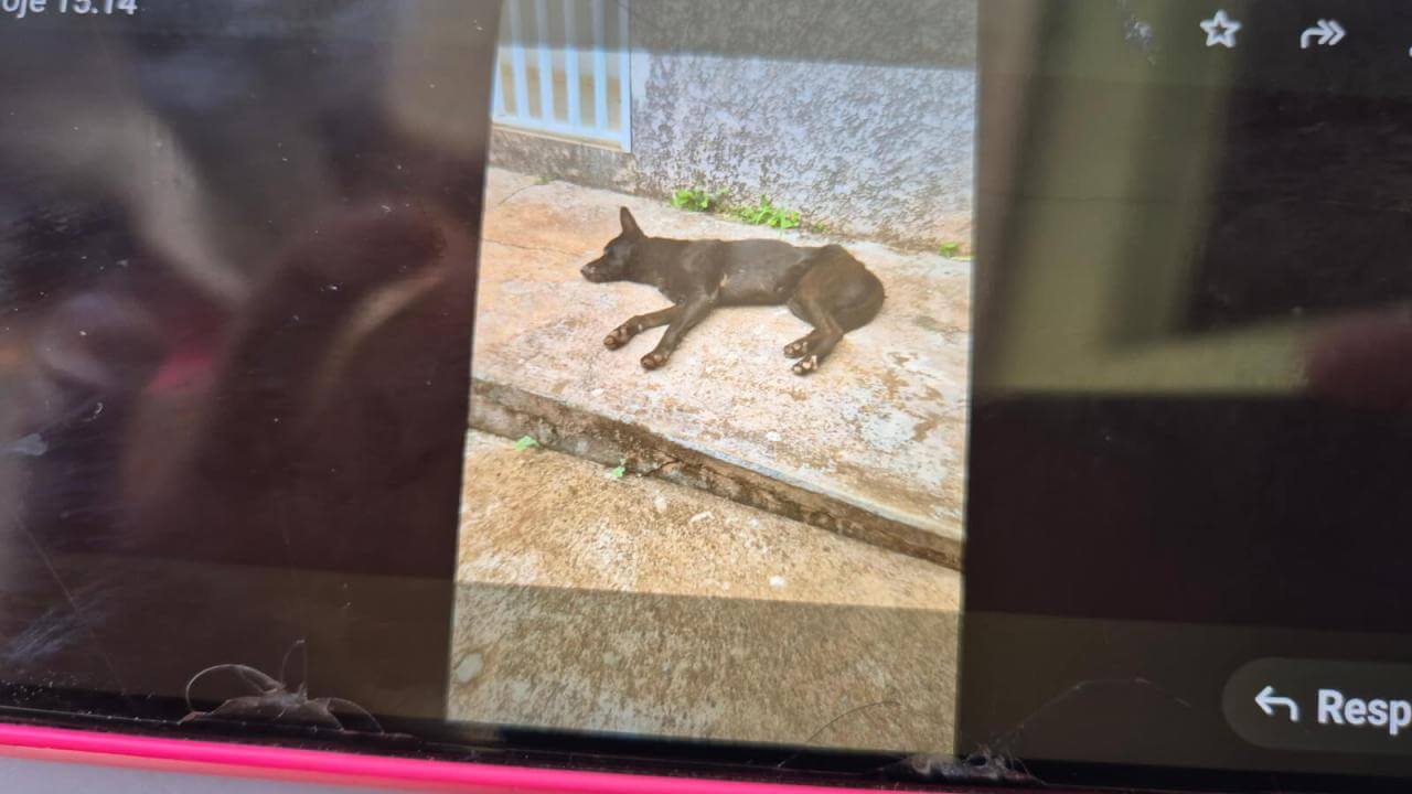 Cachorro é encontrado no bairro Cancelli