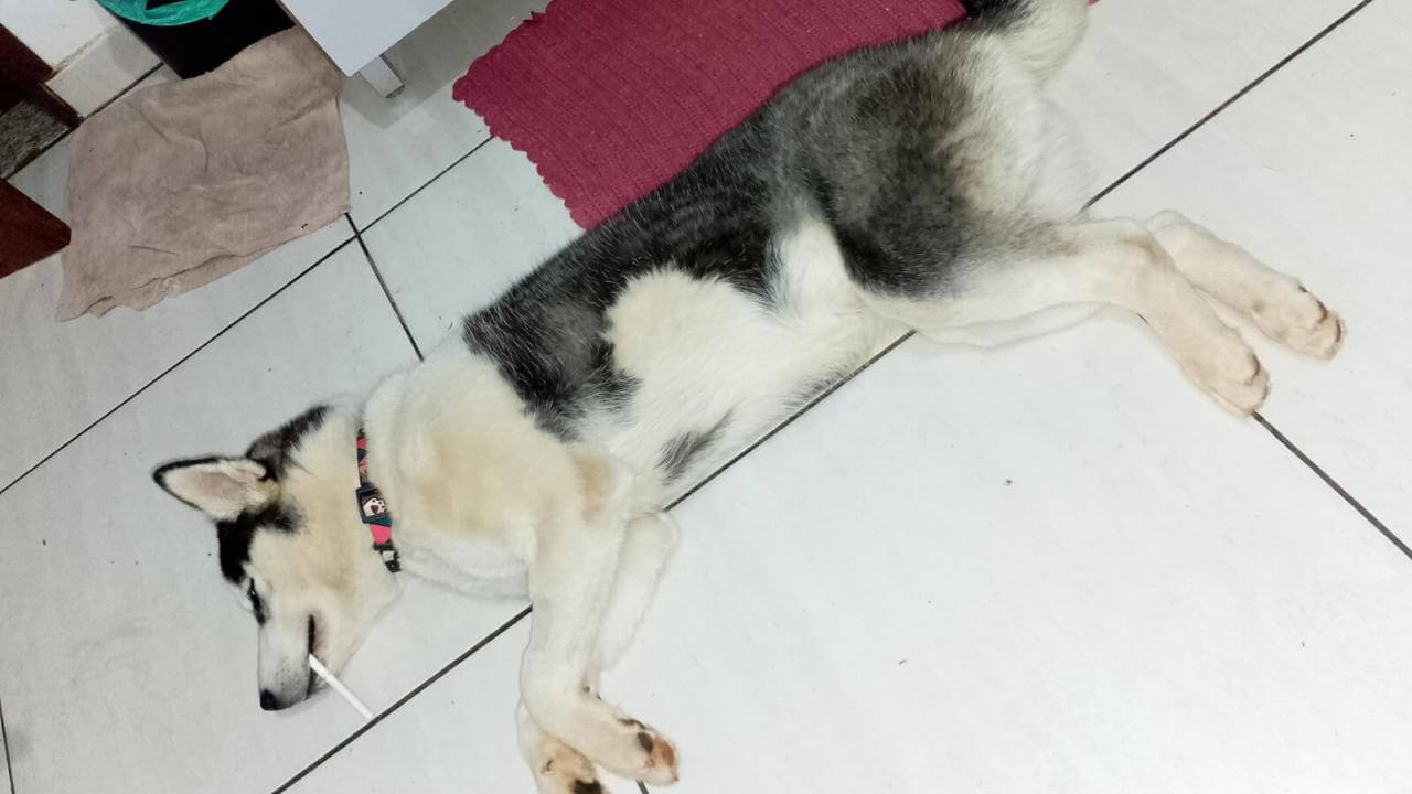 Cachorro Jeiky desapareceu no bairro Floresta