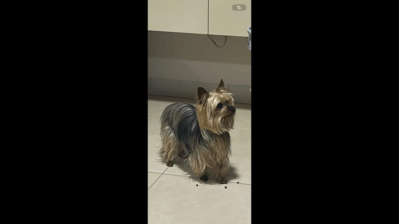 Cachorro Marley - Yorkshire desapareceu no bairro Claudete