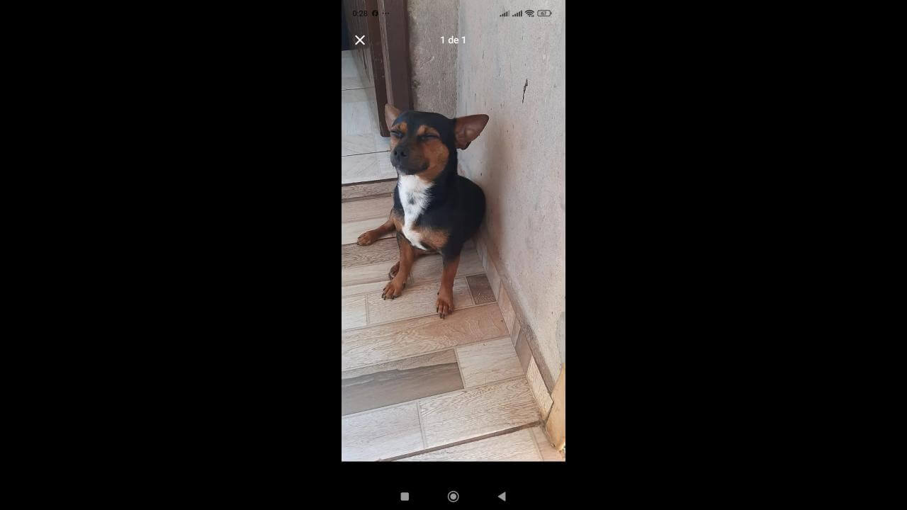Cachorro Zeca desapareceu no bairro Cataratas