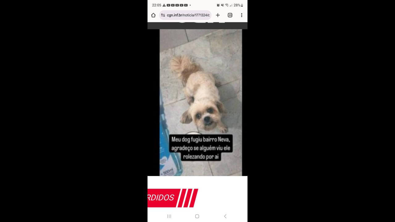 Cachorro Sansão desapareceu no bairro Neva