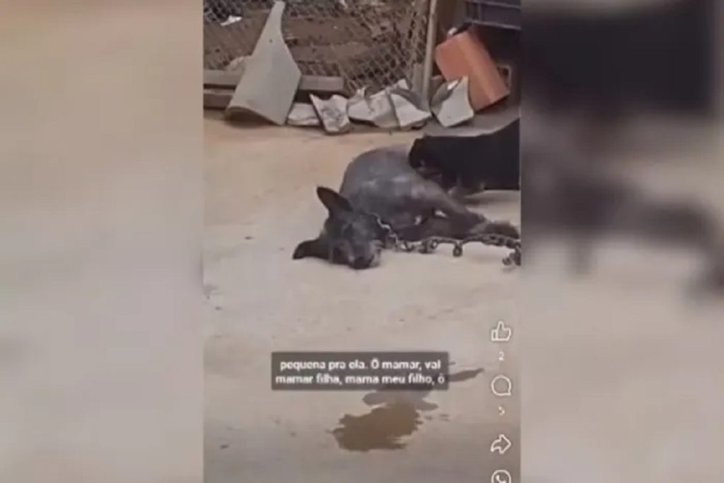 Mulheres são presas por rirem de cachorra acorrentada em SP