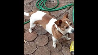 Imagem referente a Cachorro Toretto desapareceu no bairro Cataratas