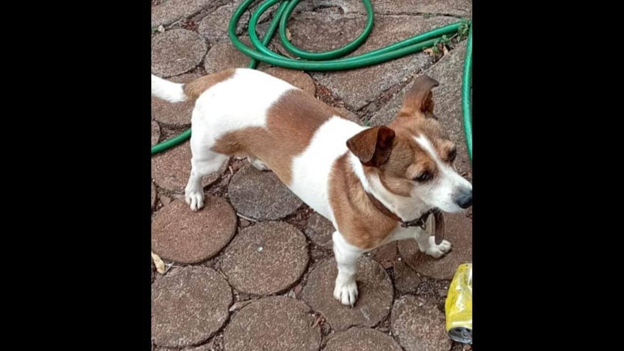Cachorro Toretto desapareceu no bairro Cataratas