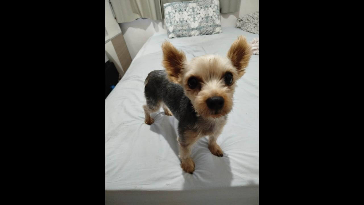 Cachorro é encontrado no bairro Cancelli