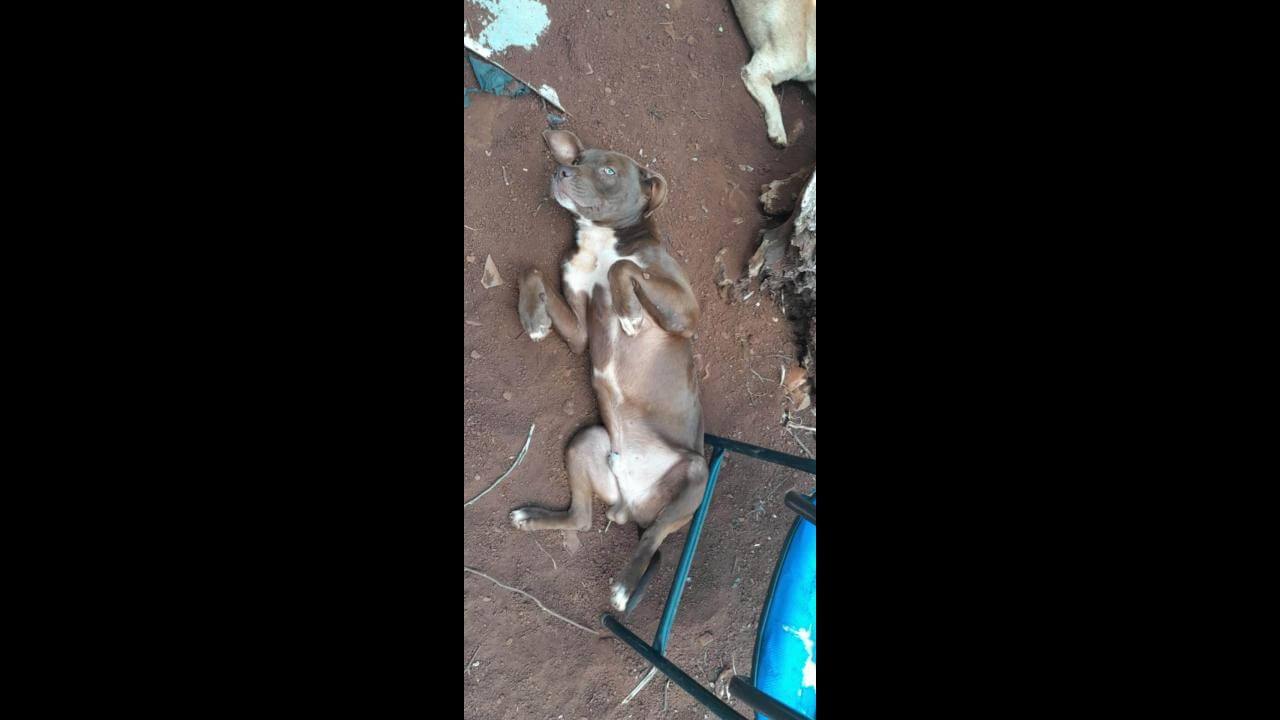 Cachorro thor desapareceu no bairro Cascavel Velho