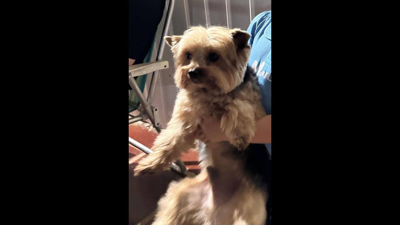 Cachorro desapareceu no bairro Recanto Tropical