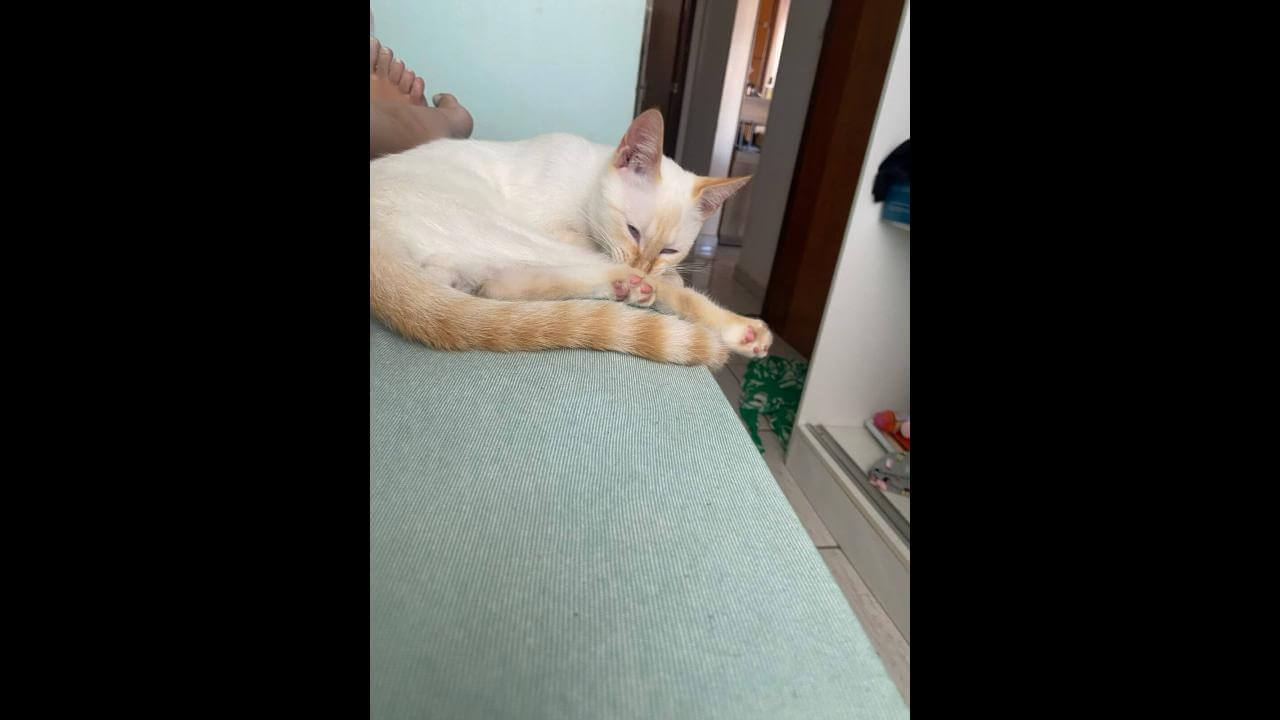 Gato Perseu desapareceu no bairro Cataratas