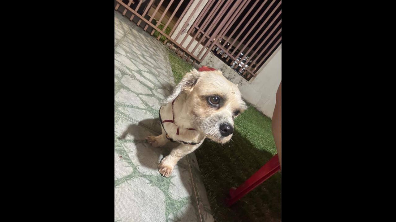 Cachorro é encontrado no bairro Jardim Veneza