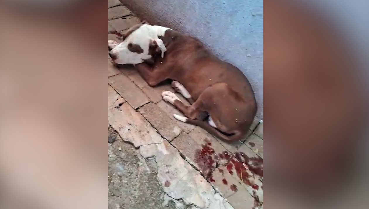Cão é encontrado ferido perto de local onde mulher foi baleada no Interlagos