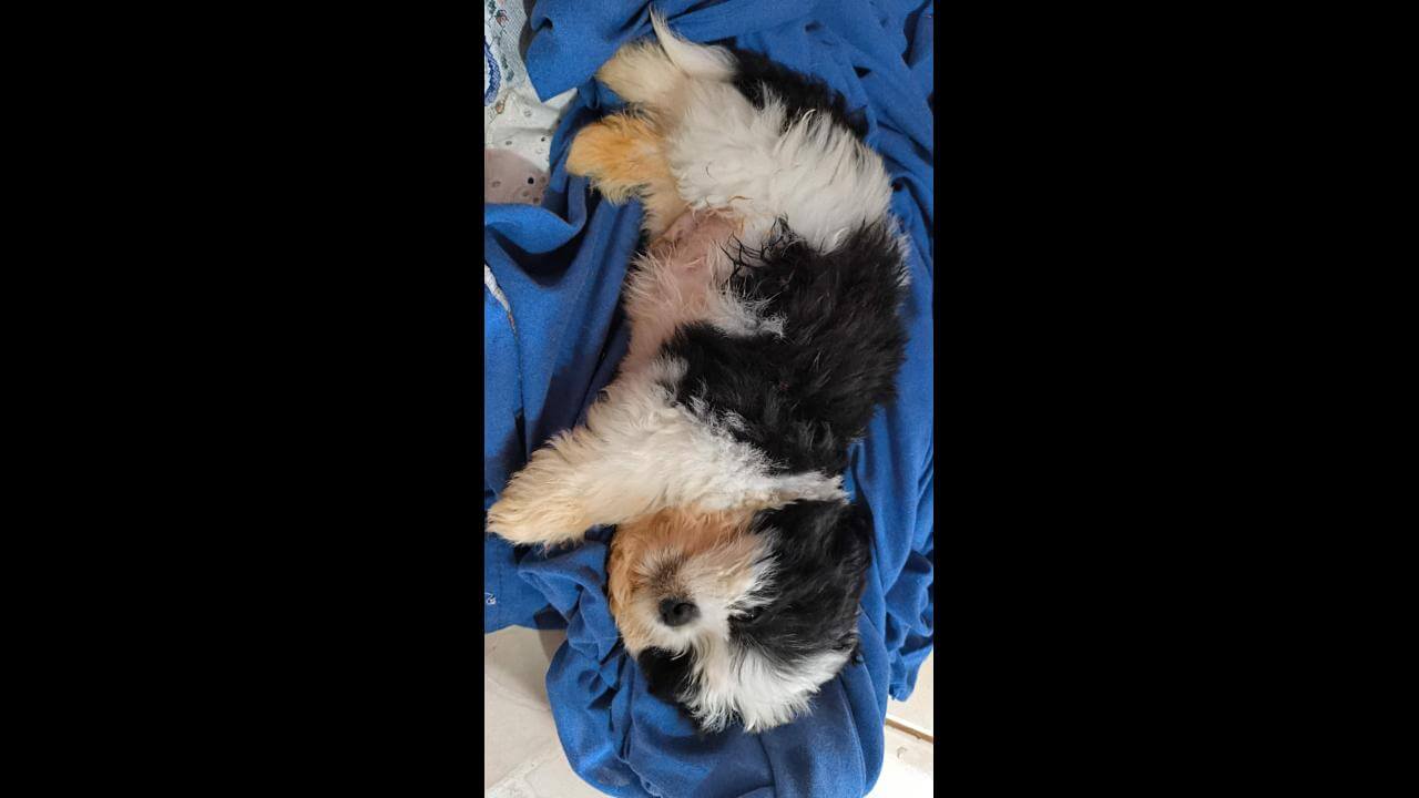 Cachorro é encontrado no bairro Universitário Cachorro é encontrado no bairro Universitário