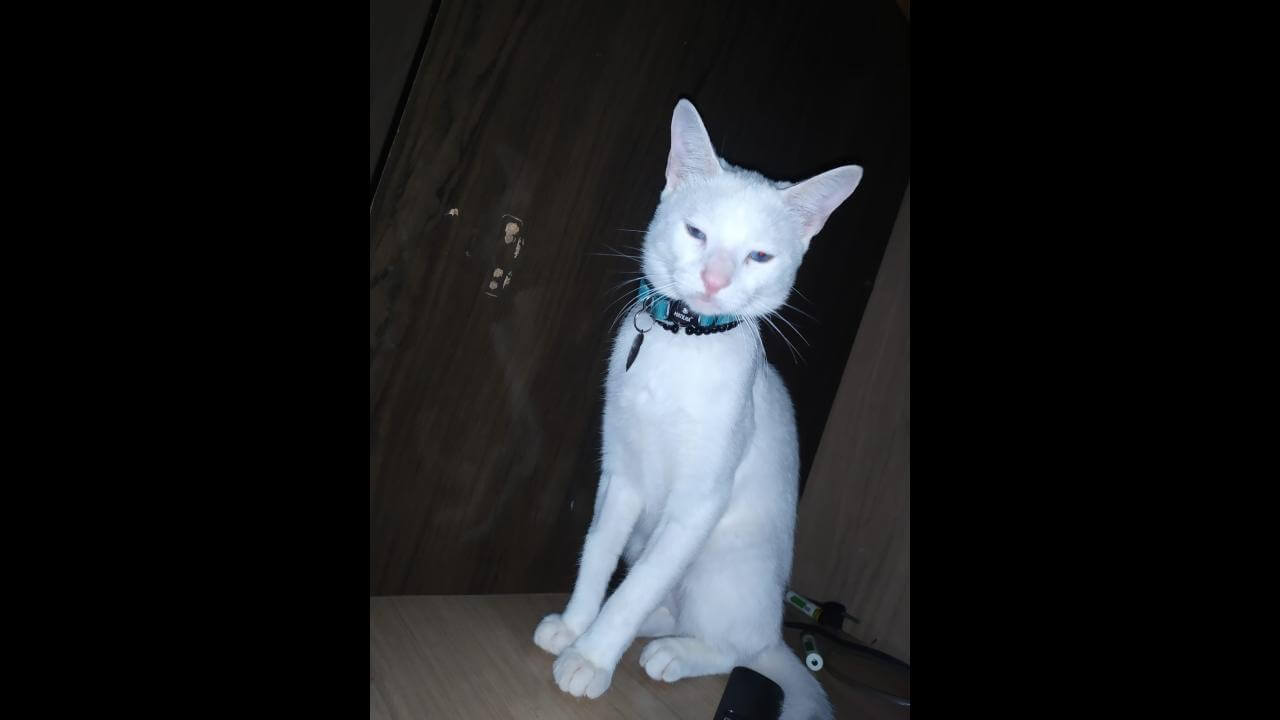 Gato que atende pelo nome de Bolinha e tem uma colerinha de MISS desapareceu no bairro Floresta Gato que atende pelo nome de Bolinha e tem uma colerinha de MISS desapareceu no bairro Floresta