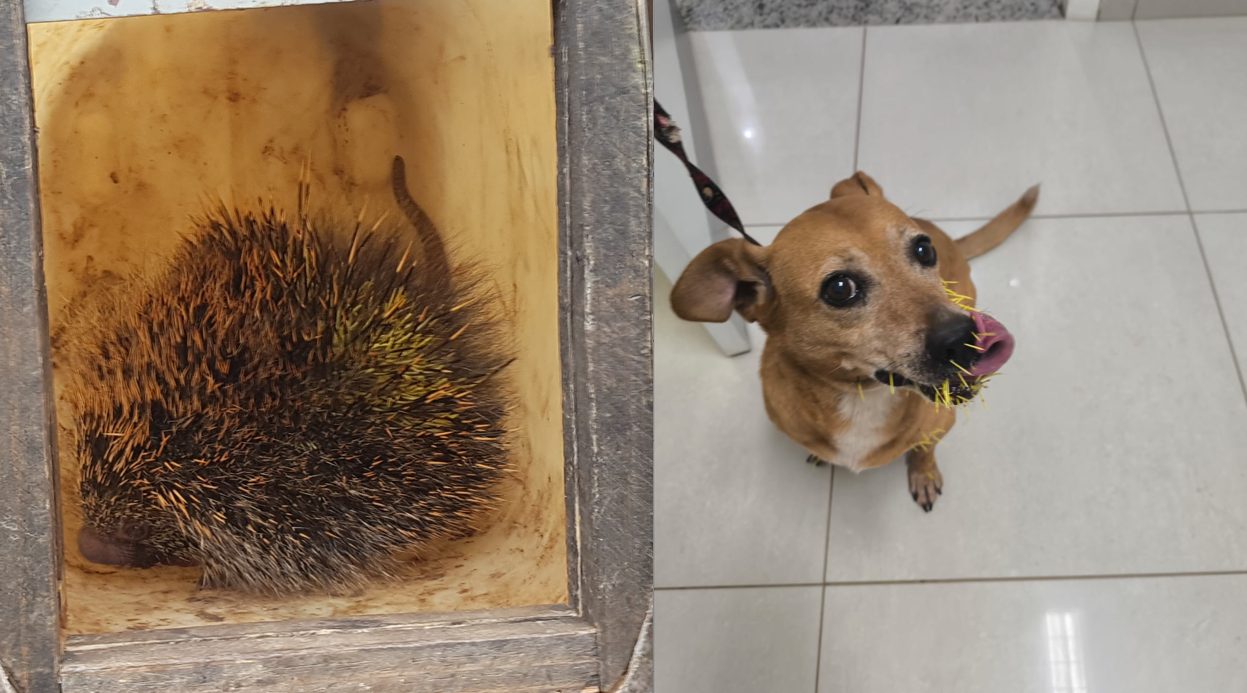 Bombeiros resgatam porco-espinho no Centro; cãozinho ficou com espinhos no focinho Bombeiros resgatam porco-espinho no Centro; cãozinho ficou com espinhos no focinho
