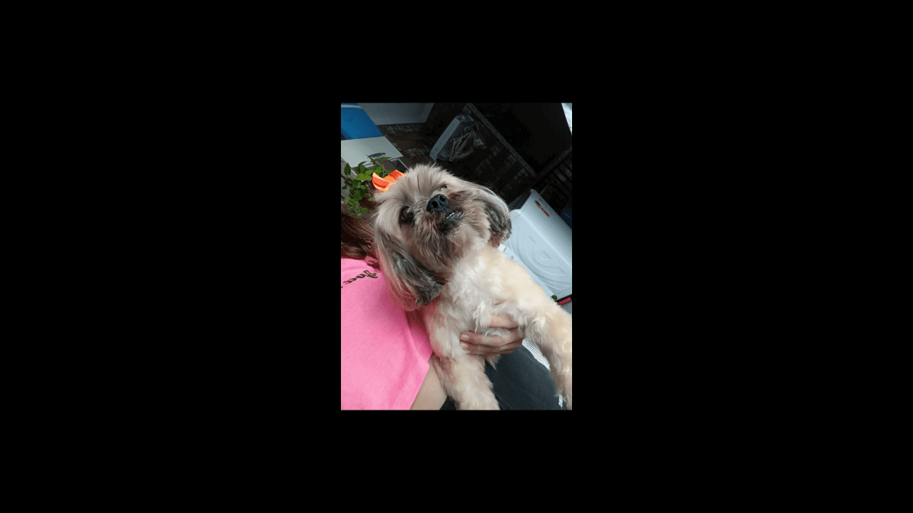 Cachorra é encontrada no bairro Canadá