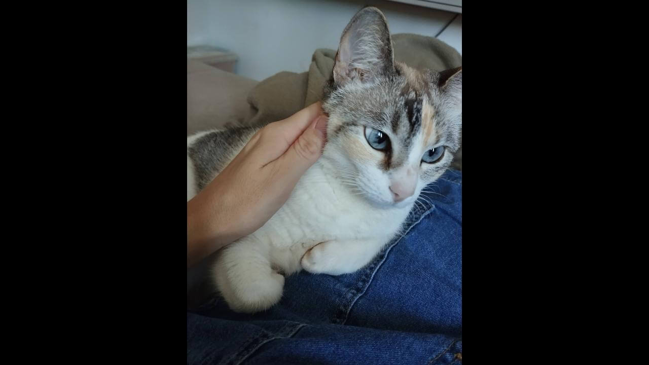 Gata Jade desapareceu no bairro Canadá