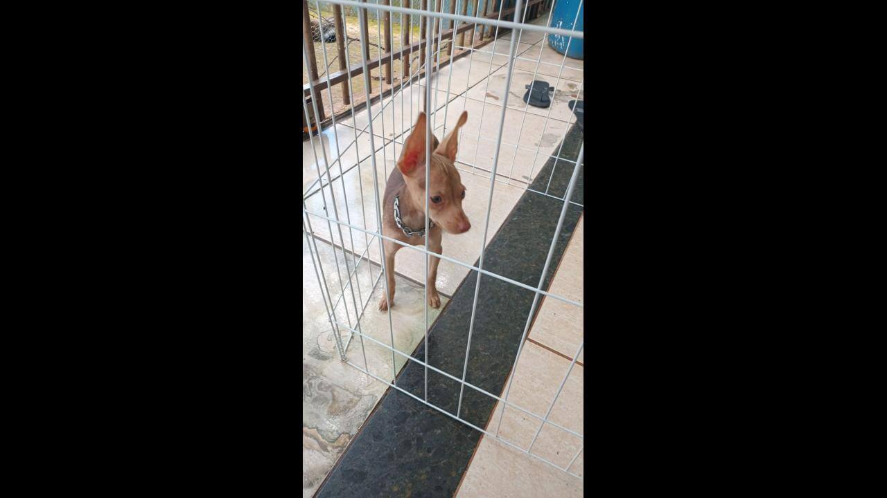 Cachorro é encontrado no bairro Santa Cruz Cachorro é encontrado no bairro Santa Cruz