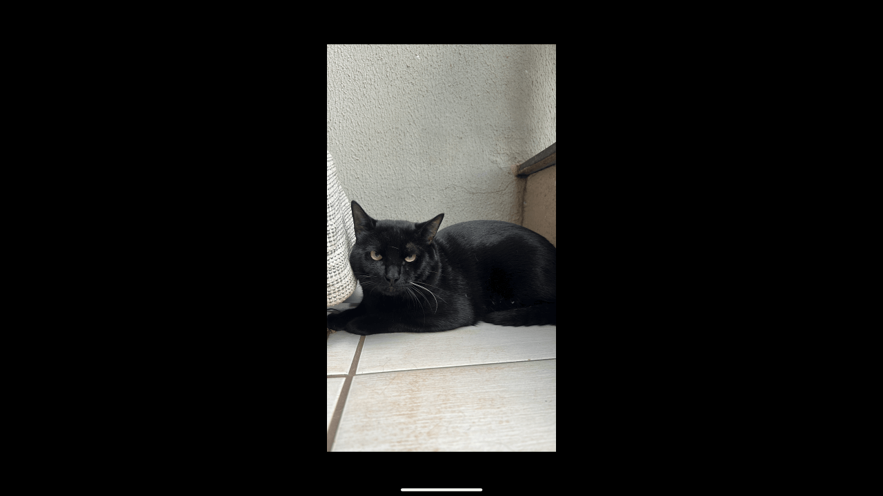 Gato Julius desapareceu no bairro Recanto Tropical Gato Julius desapareceu no bairro Recanto Tropical
