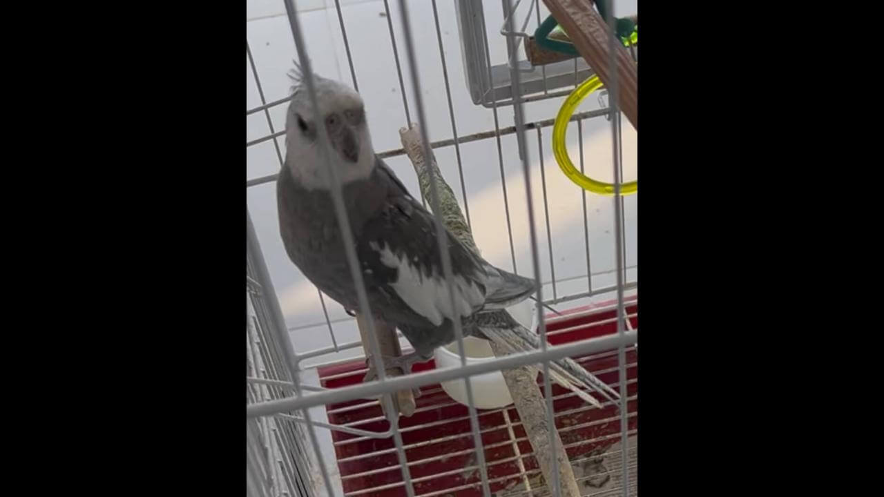 Calopsita Erick desapareceu no bairro Neva Calopsita Erick desapareceu no bairro Neva