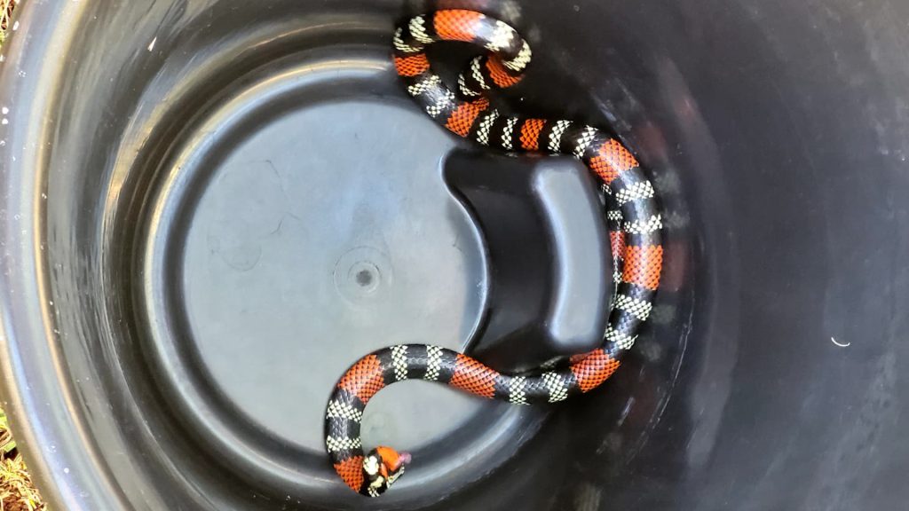 Cobra “agitada” é encontrada em residência no Bairro Tropical