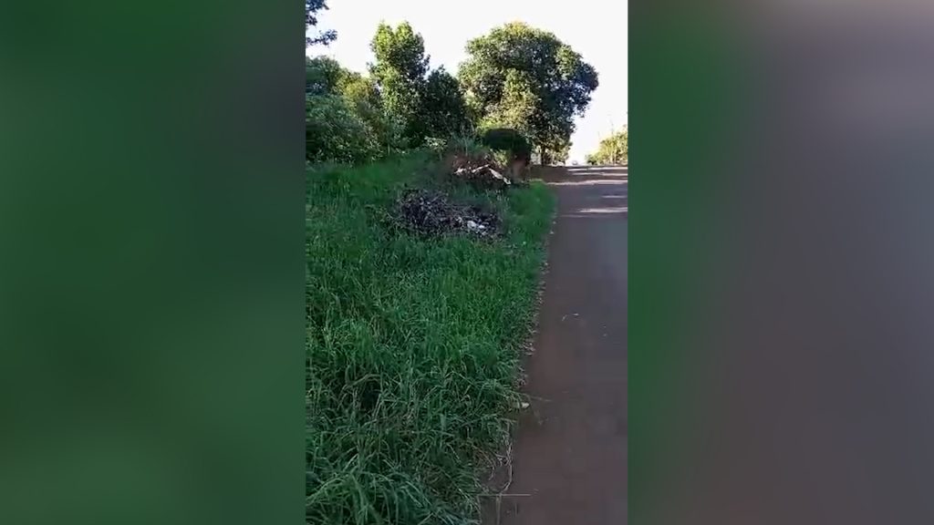 Pedestres reclamam de mato alto em calçada na Rua Leonardo da Vinci