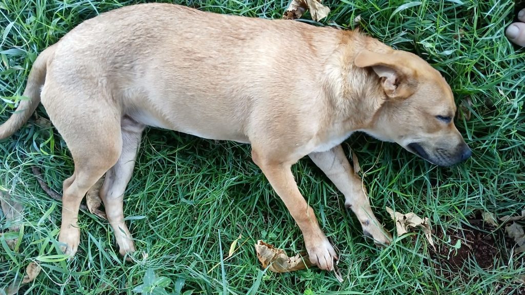 Quem pode ajudar um cão atropelado? Motorista fugiu após atropelar o cachorro em Cascavel; animal está agonizando