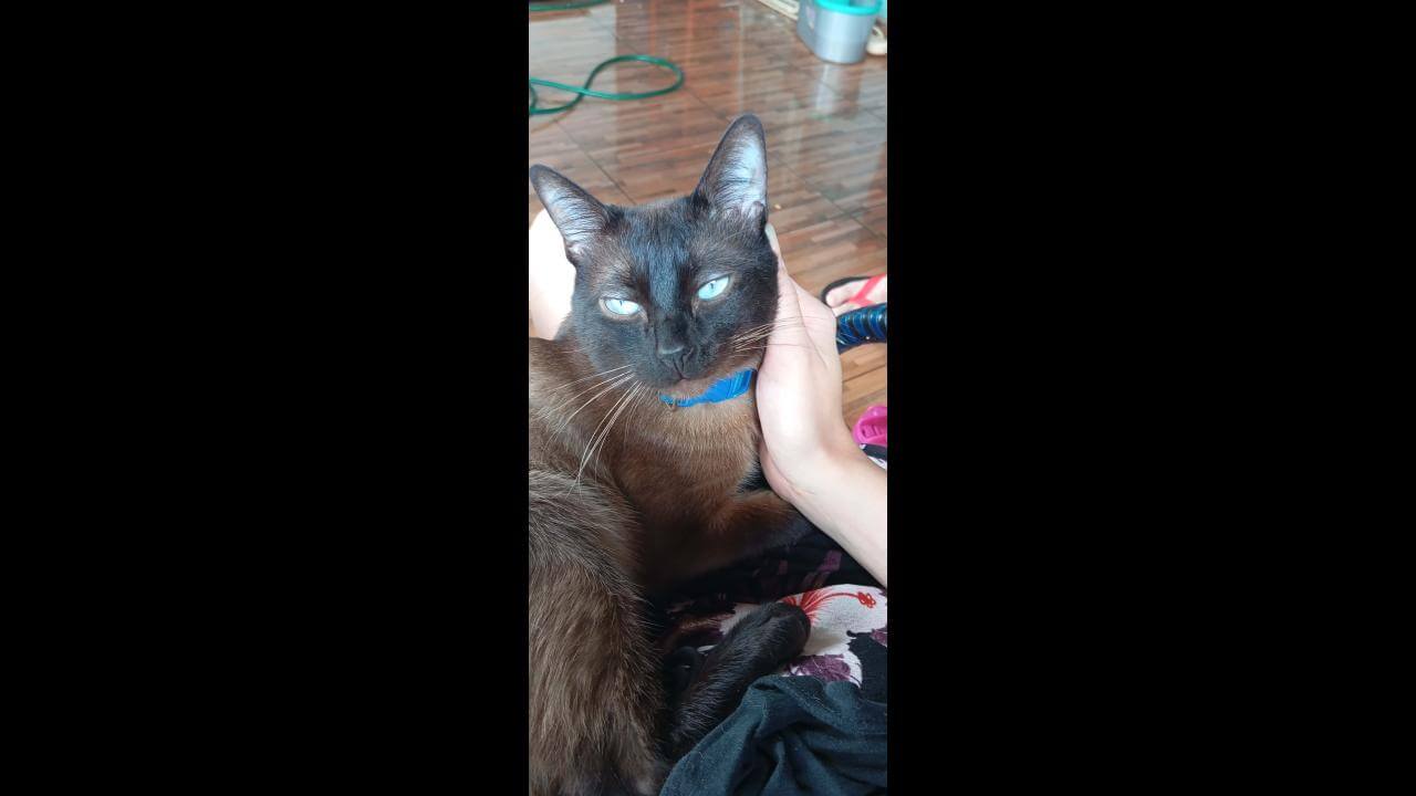 Gato Geleia desapareceu no bairro Santa Felicidade