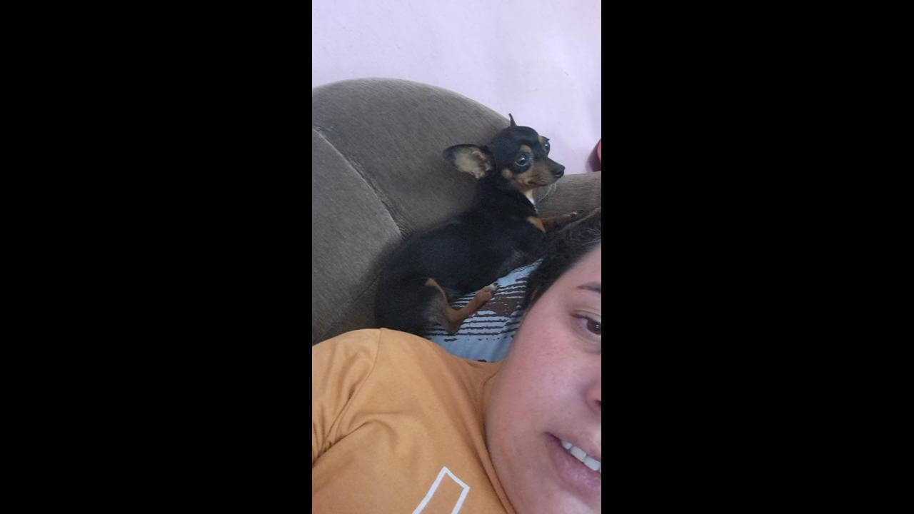 Cachorra Pretinha desapareceu no bairro Brasília Cachorra Pretinha desapareceu no bairro Brasília