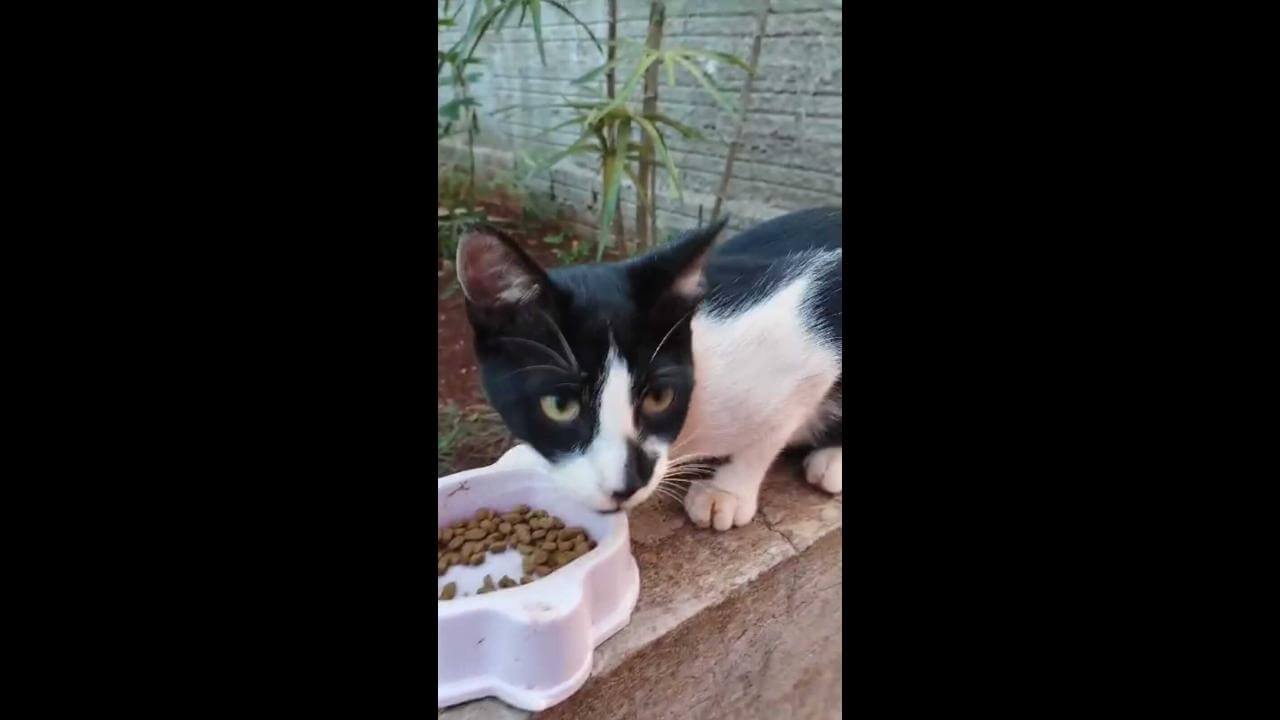 Gato Manão desapareceu no bairro São Cristóvão Gato Manão desapareceu no bairro São Cristóvão