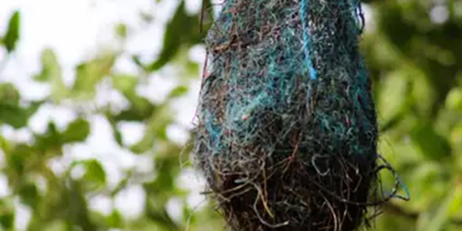 Poluição: no Brasil, aves estão fazendo ninhos com resíduos plásticos