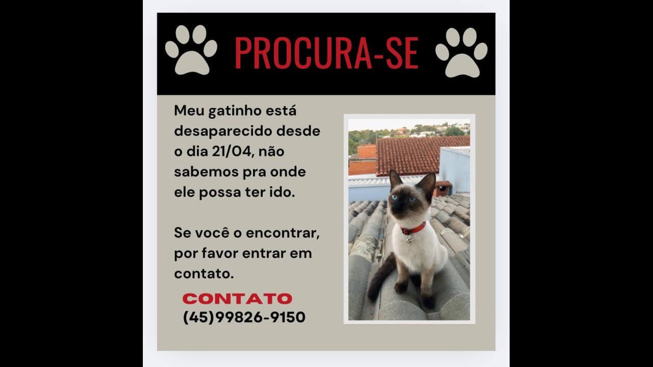 Gato Félix desapareceu no bairro Santa Cruz
