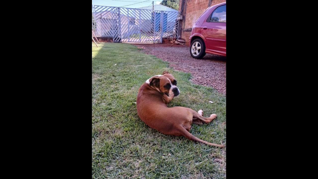 Cachorra Mel desapareceu no bairro Cancelli