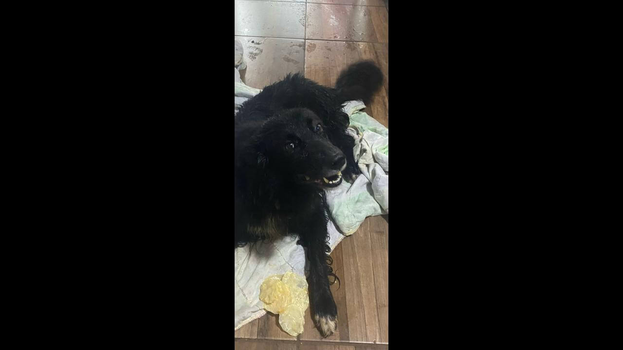 Cachorro é encontrado no bairro Claudete
