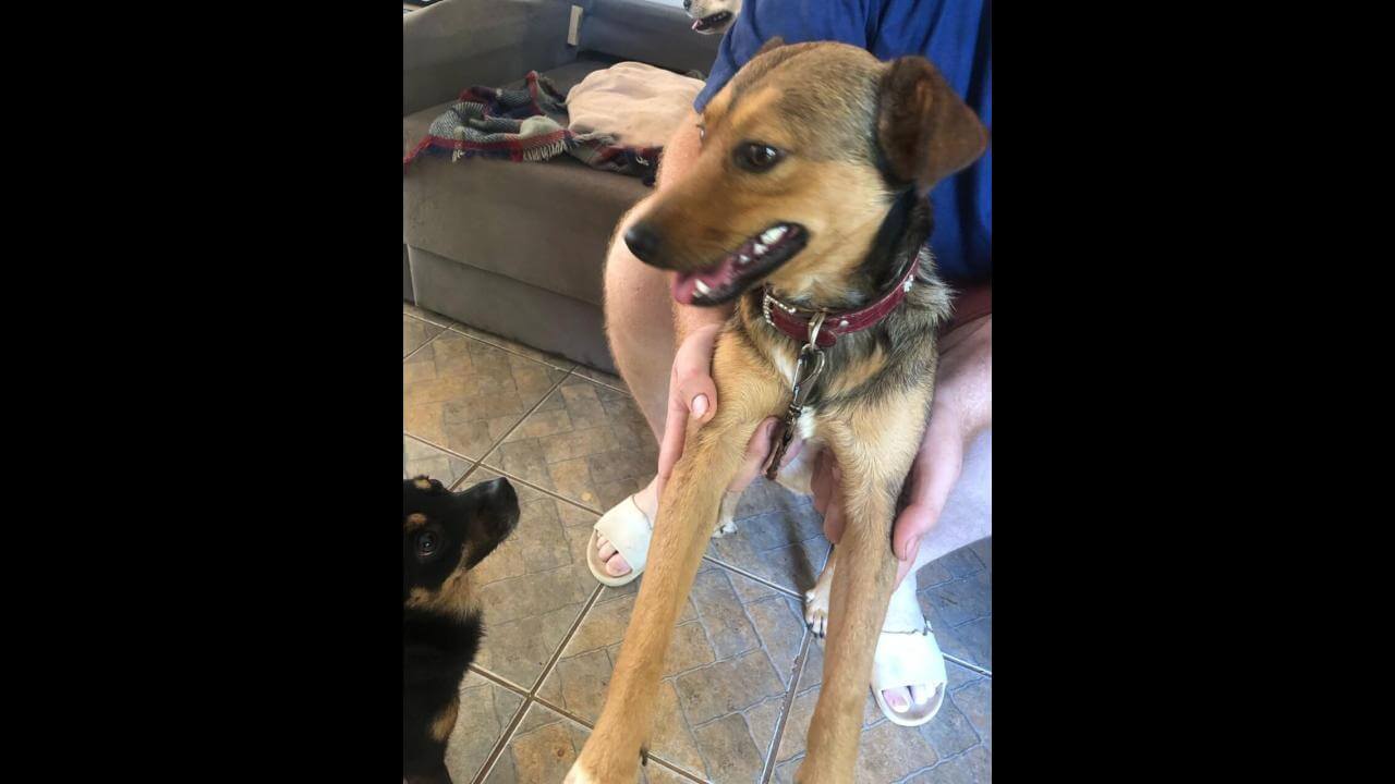 Cachorro é encontrado no bairro Alto Alegre