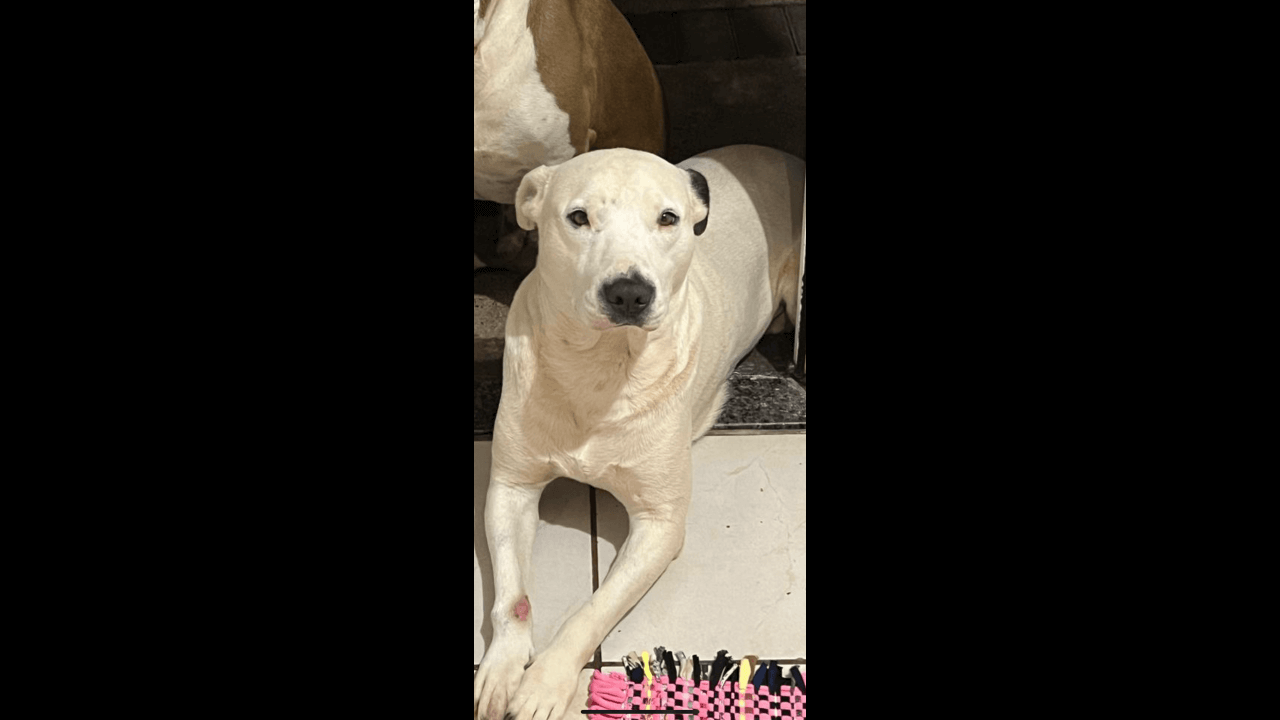 Cachorro Bartolomeu desapareceu no bairro Floresta (oferece recompensa)