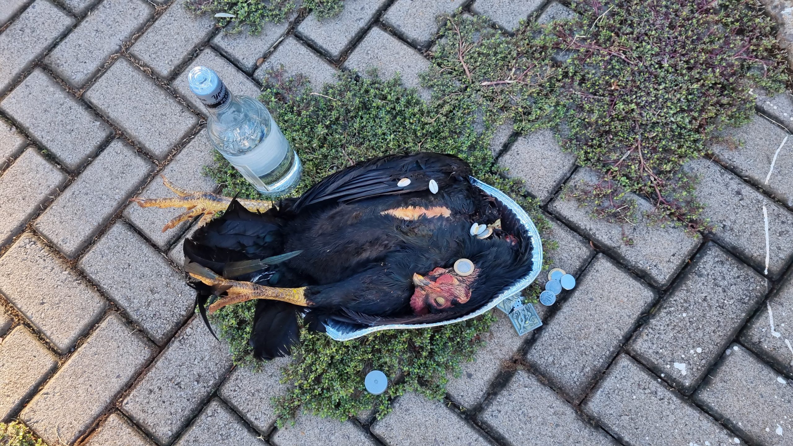 Despacho na encruzilhada: Galinha, pinga e dinheiro são deixados como 'oferenda' no Centro de Cascavel