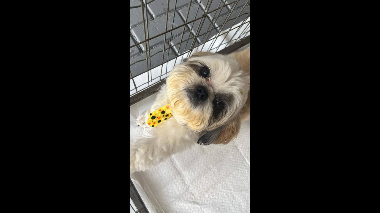 Cachorro Scooby desapareceu no bairro Santa Cruz