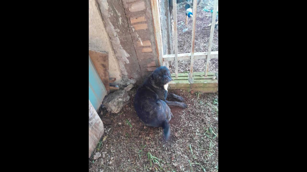 Cachorra é encontrada no bairro Coqueiral