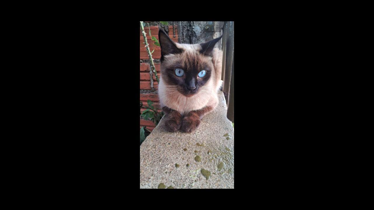 Gata Mia desapareceu no bairro 14 de Novembro