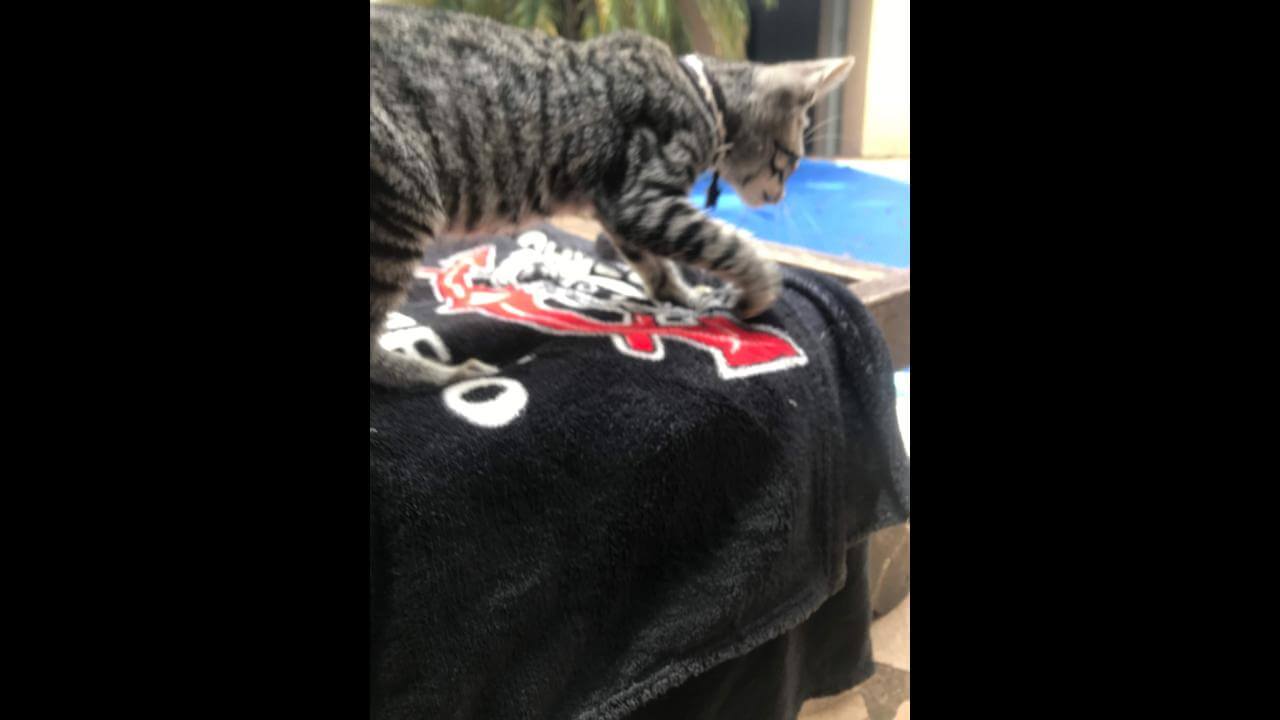 Gata Miu desapareceu no bairro Guarujá