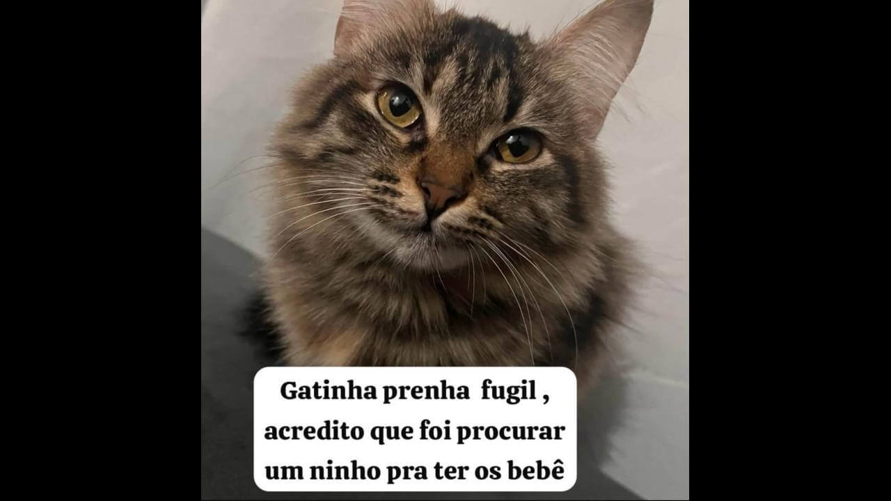 Gata Tigrinha desapareceu no bairro Florais do Paraná Gata Tigrinha desapareceu no bairro Florais do Paraná