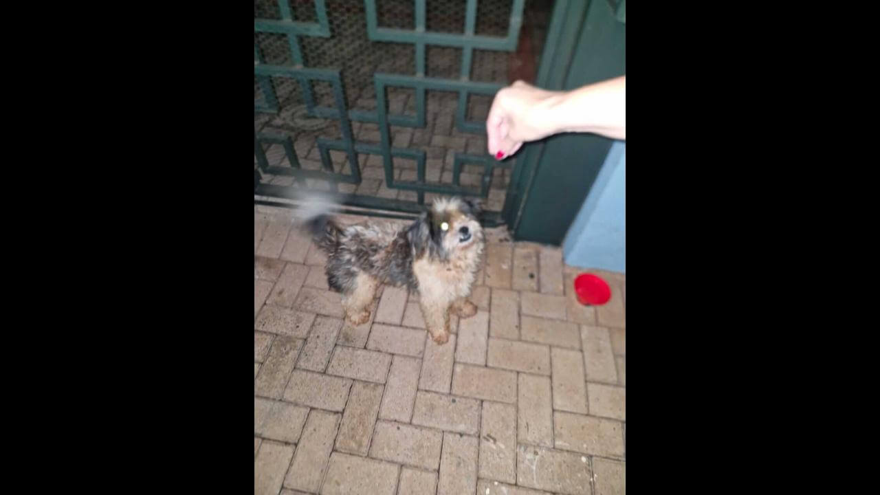 Cachorro é encontrado no bairro Santo Onofre Cachorro é encontrado no bairro Santo Onofre
