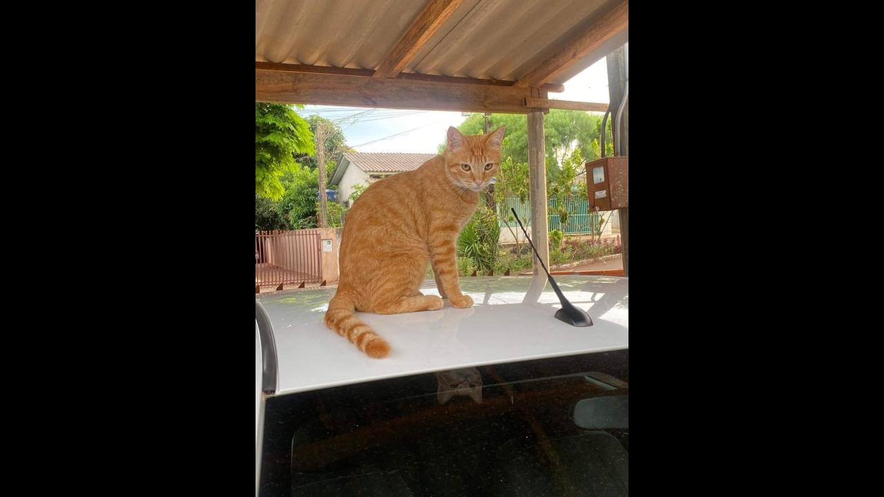 Gato Luke desapareceu no bairro Morumbi