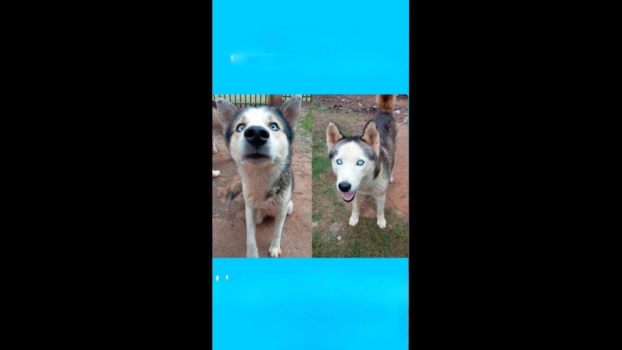 Cachorra desapareceu no bairro Esmeralda Cachorra desapareceu no bairro Esmeralda