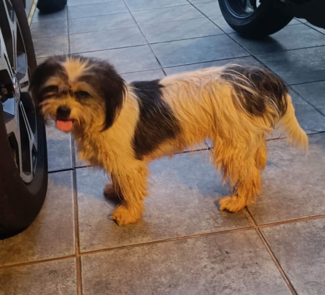 Cachorra é encontrada no bairro Centro