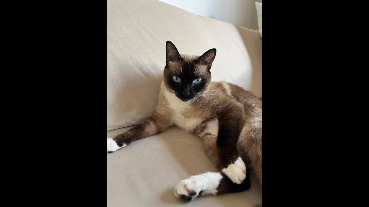 Gata Kilie desapareceu no bairro Country