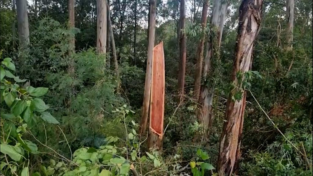 Trabalho com poda de árvore acaba em dano em residência no 14 de Novembro
